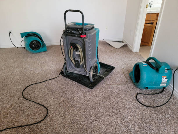 Best Carpet water damage restoration  in Annandale, MN