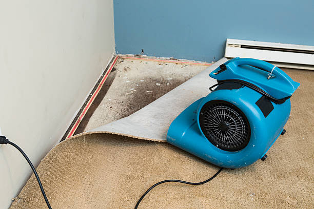 Best Mold removal after water damage  in Annandale, MN